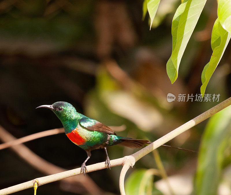 非洲热带冈比亚林地中的一只雄性美丽太阳鸟(Cinnyris pulchella)